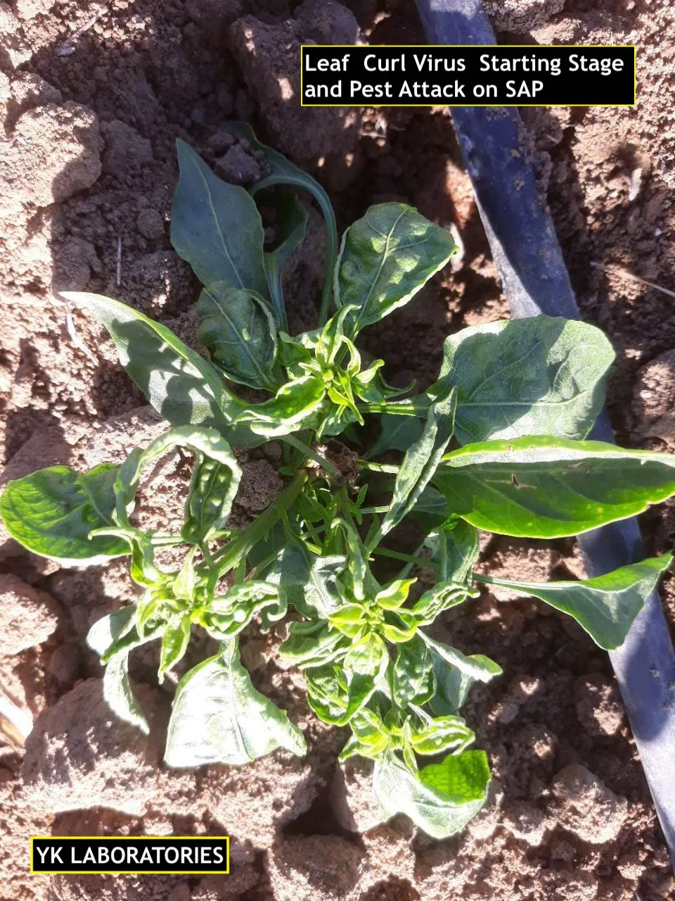Chilli image 33